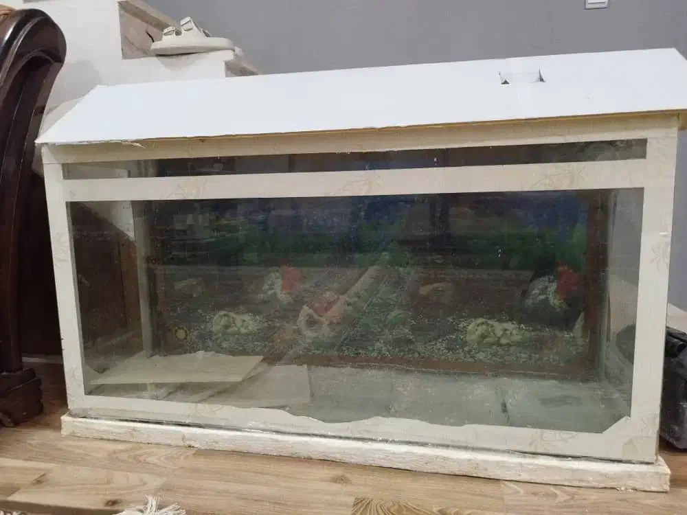 آکواریوم با شیشه ۶ میل|ماهی|بندر ماهشهر, |دیوار