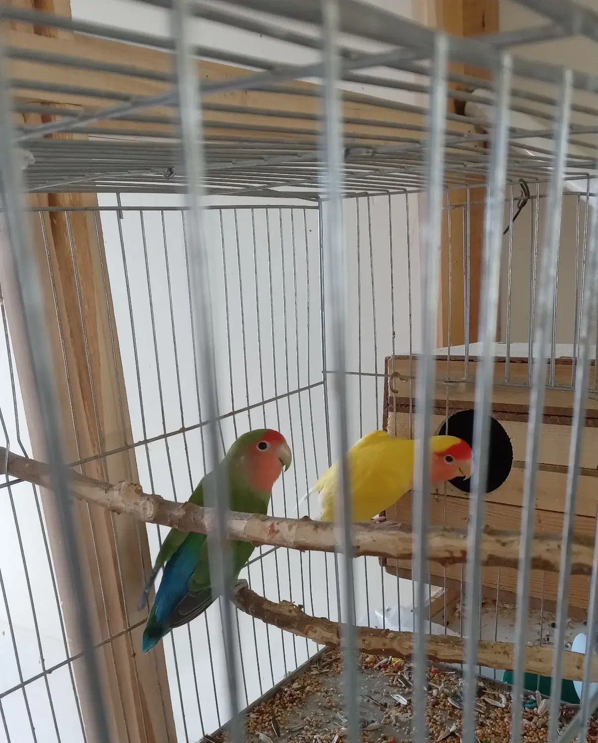 یک جفت کوتوله  برزیلی|پرنده|بهار, |دیوار