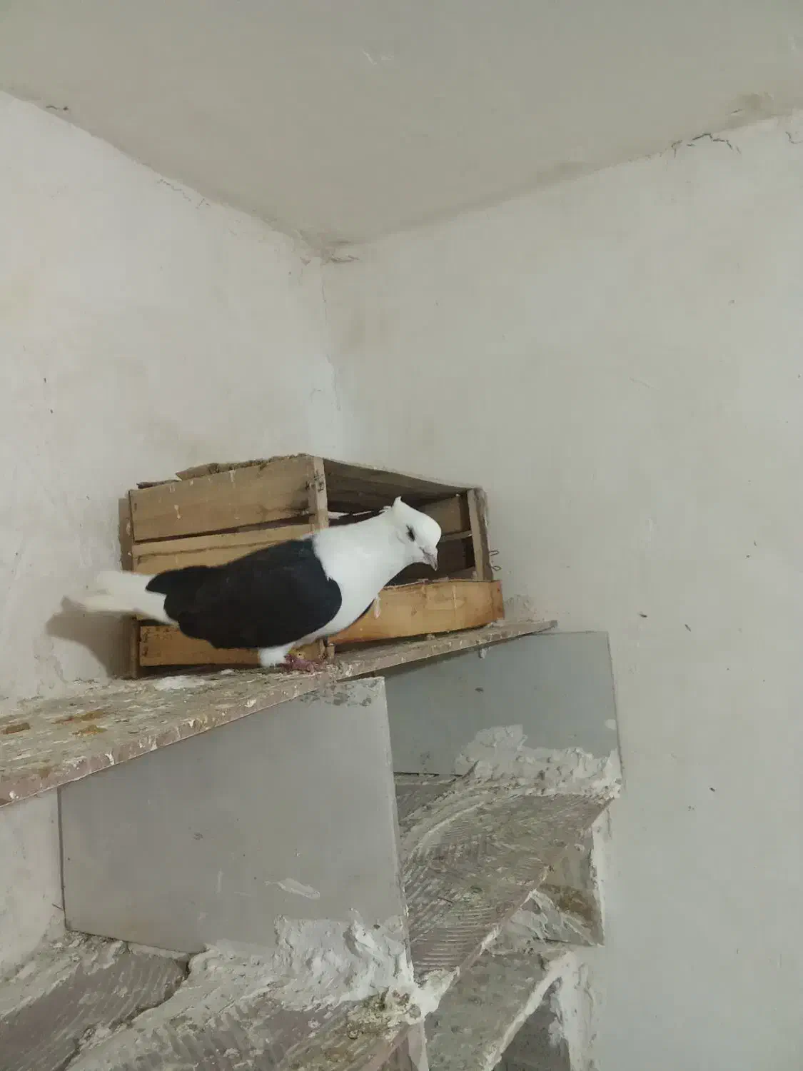 نرمرکبی|پرنده|زاغه, |دیوار