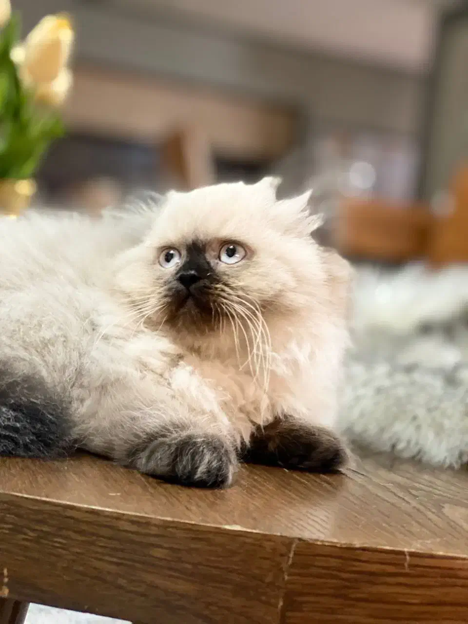 فروش1 بچه گربه اسکاتیش هیمالین اصیل و سالم ماده|گربه|کرمان, |دیوار