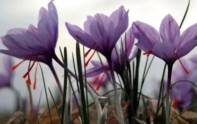 راهنمایی چیدن زعفران|فعالیت داوطلبانه|تربت جام, پاسداران|دیوار