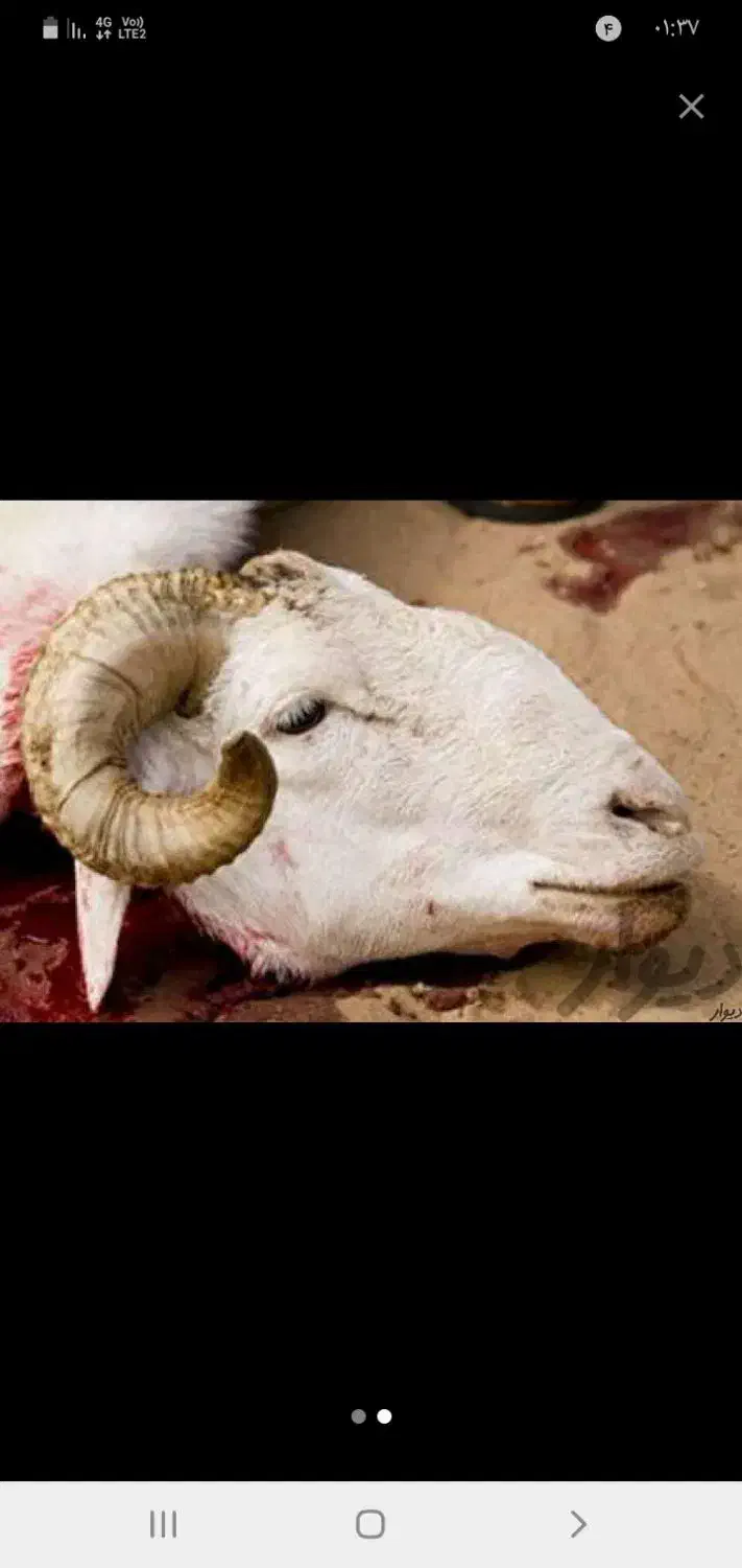 قصابی و سلاخی بز و گوسفند سیار|خدمات پیشه و مهارت|بروجرد, |دیوار