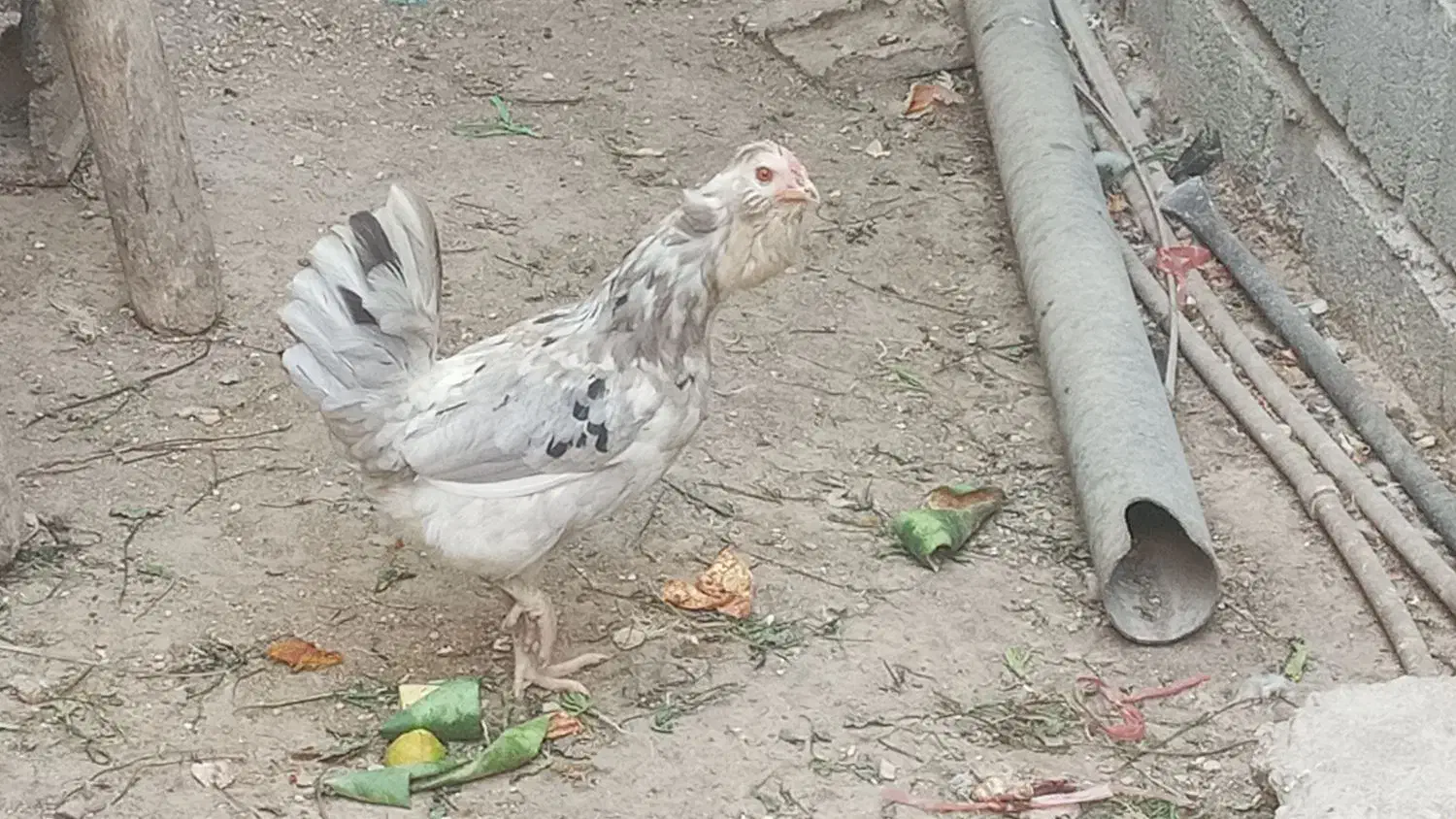 مرغ گلین طوسی|حیوانات مزرعه|آبدان, |دیوار