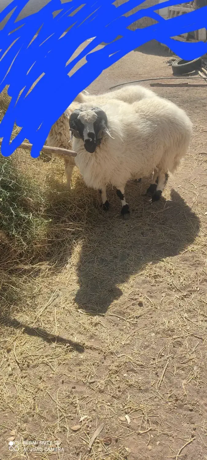 بره شیشک|حیوانات مزرعه|رفسنجان, |دیوار