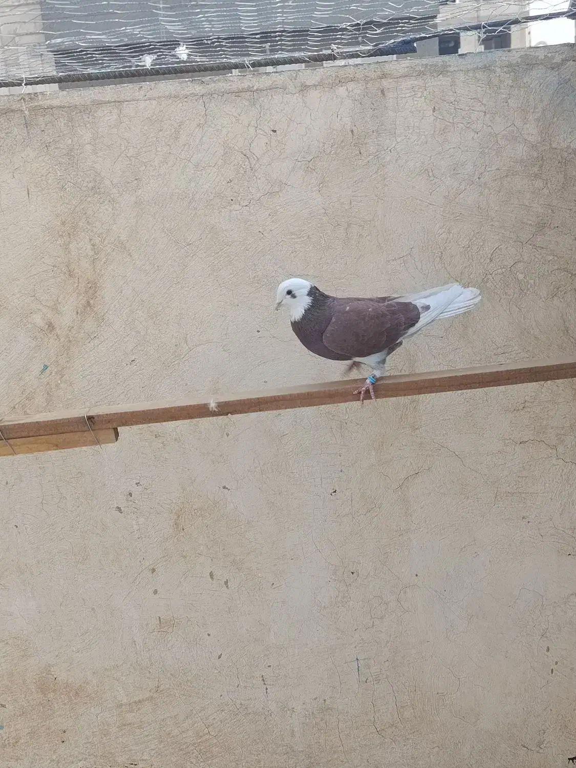 کفتر خوب|پرنده|اسلامشهر, شهرک مفیدی|دیوار