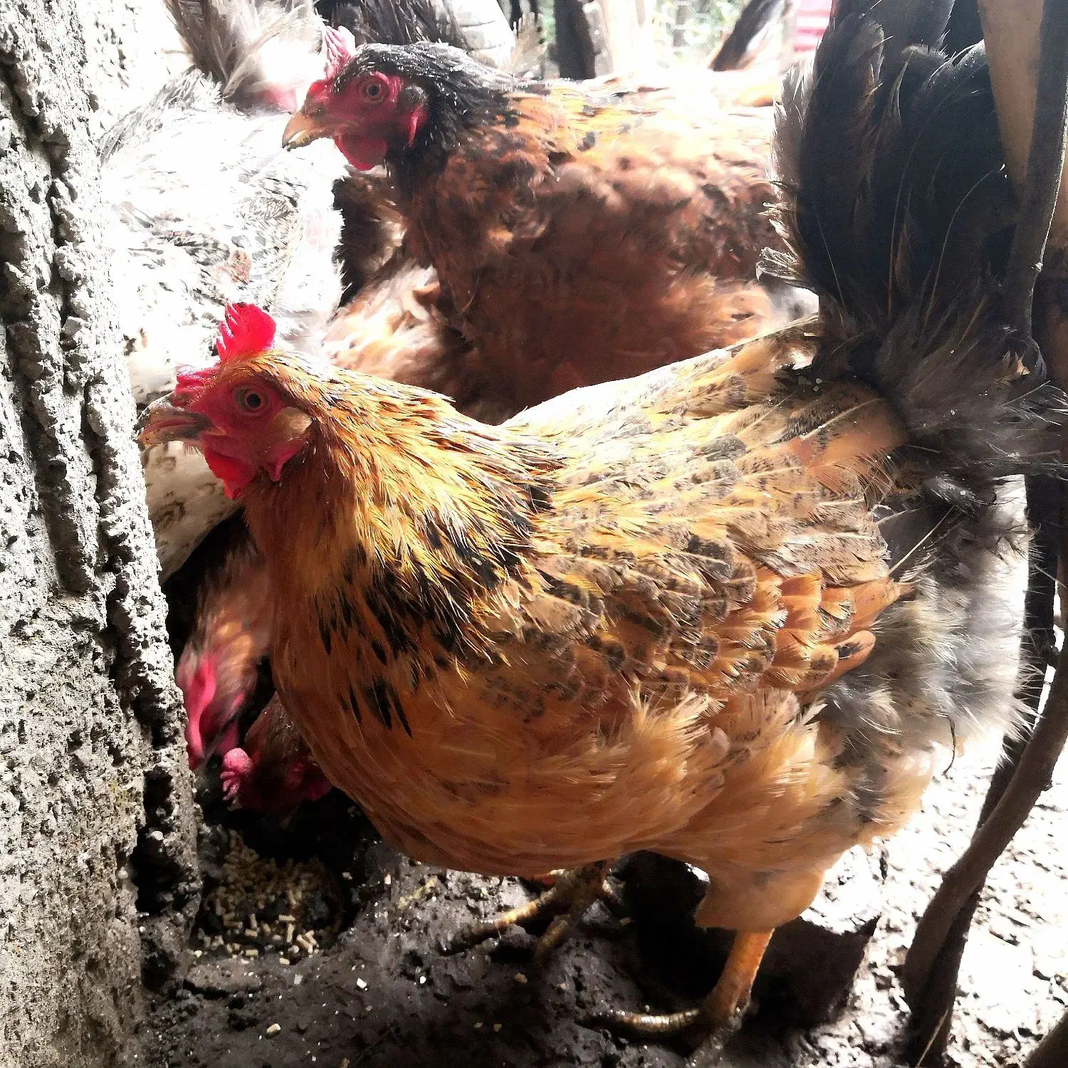 مرغ محلی|حیوانات مزرعه|رشت, بیجارپس|دیوار