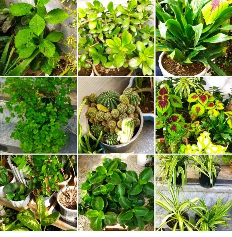 فروش ویژه یلدایی|گل و گیاه طبیعی|کرج, شهرک بهداری|دیوار