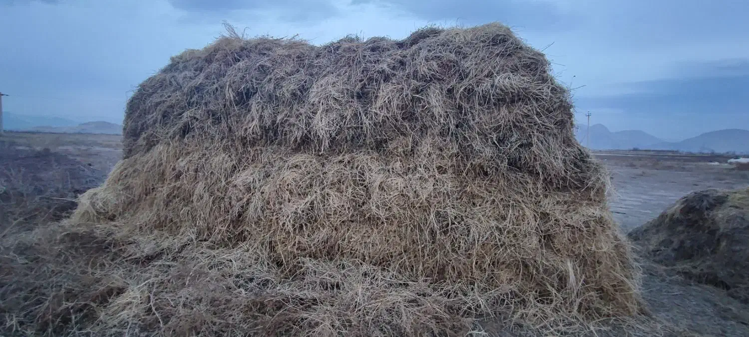 یونجه|لوازم جانبی حیوانات|خوی, |دیوار