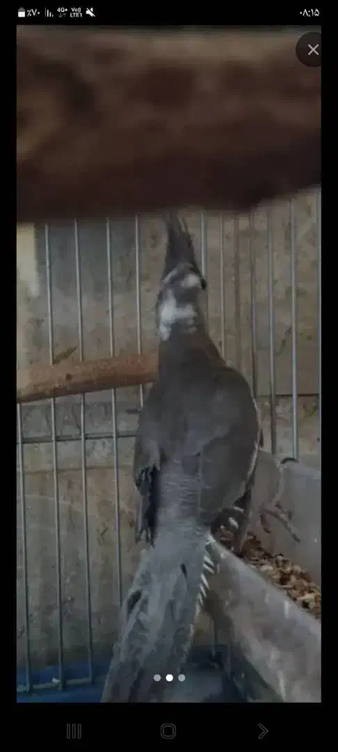 عروس هلندی|پرنده|بندر گناوه, |دیوار