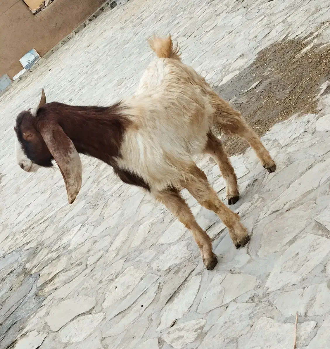 بزغاله|حیوانات مزرعه|بزینه رود, |دیوار