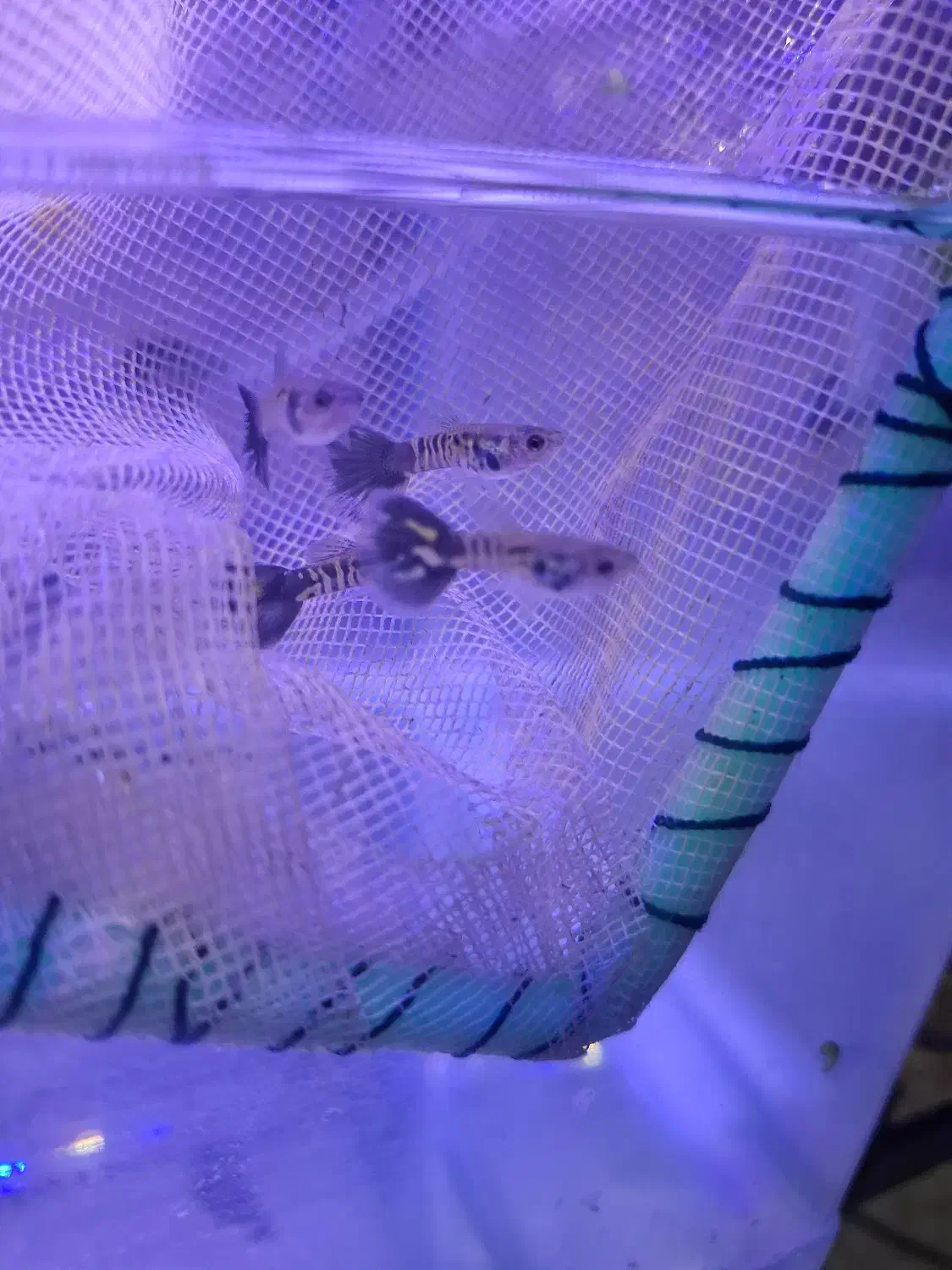 بچه گوپی یک ماهه بلو کبری|ماهی|تهران, نیروی هوایی (پیروزی)|دیوار