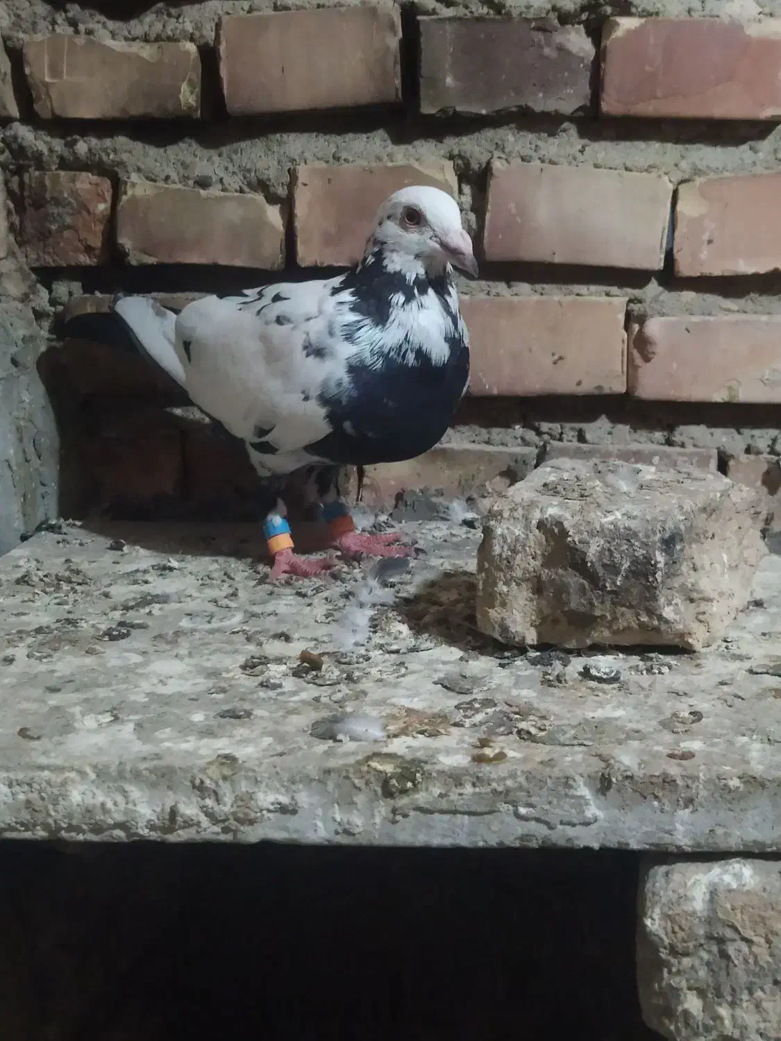 کبوتر المانی|پرنده|گنبد کاووس, |دیوار