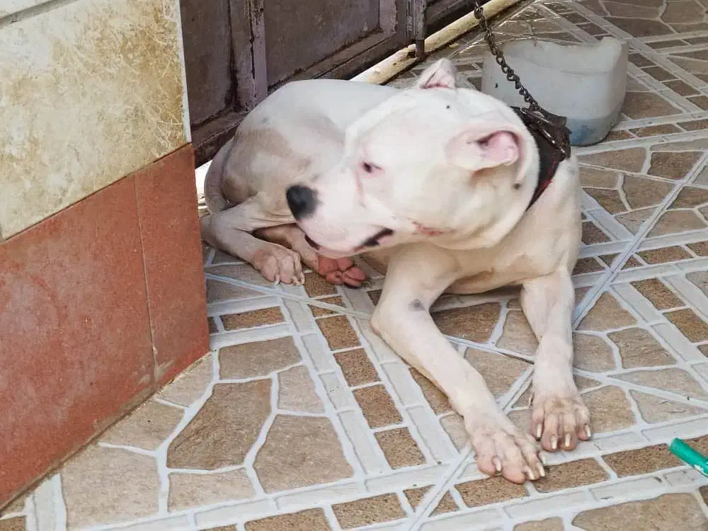 سگ داگو آرژانتین|سگ|بوشهر, |دیوار