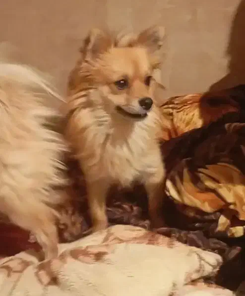 ۲عددسگ پامرین روباهی|سگ|هشتگرد, شهرک راه آهن|دیوار