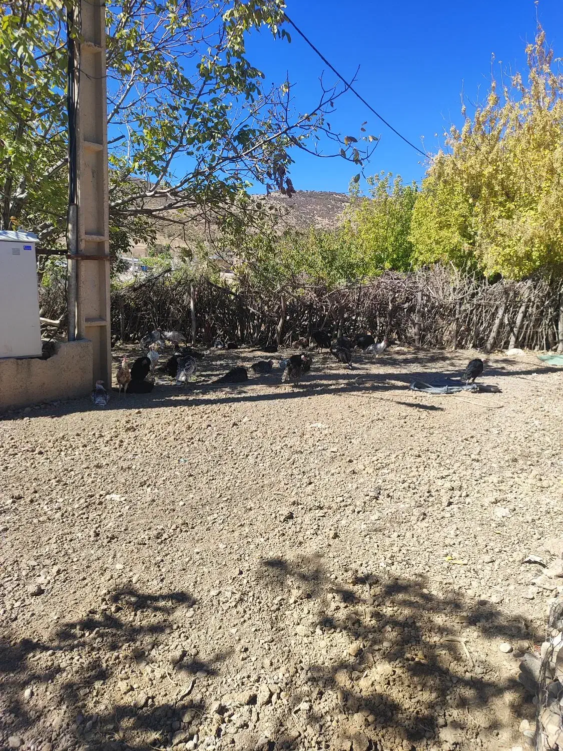 بوقلمون نورآباد|حیوانات مزرعه|نورآباد, |دیوار