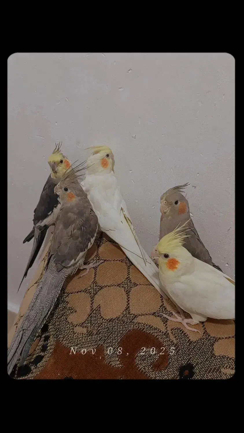 عروس هلندی نر و ماده|پرنده|کهریزک, |دیوار