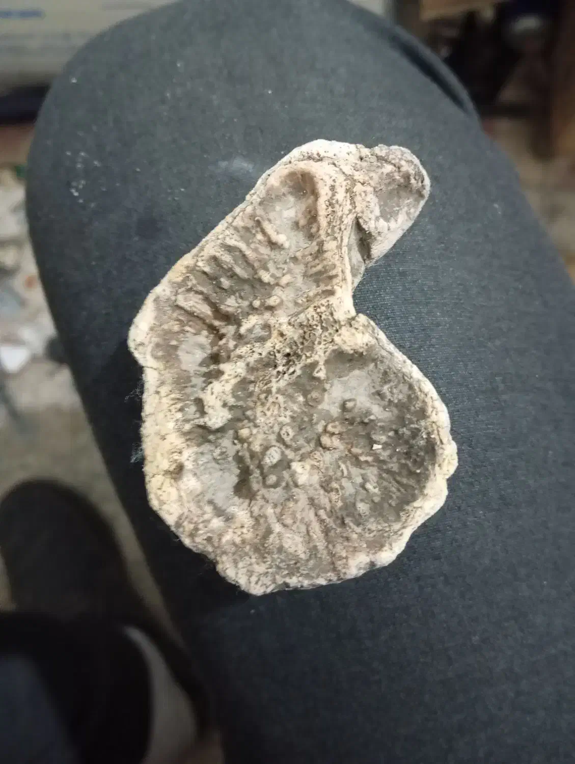 شهاب سنگ|کلکسیون اشیاء عتیقه|پیشوا, |دیوار