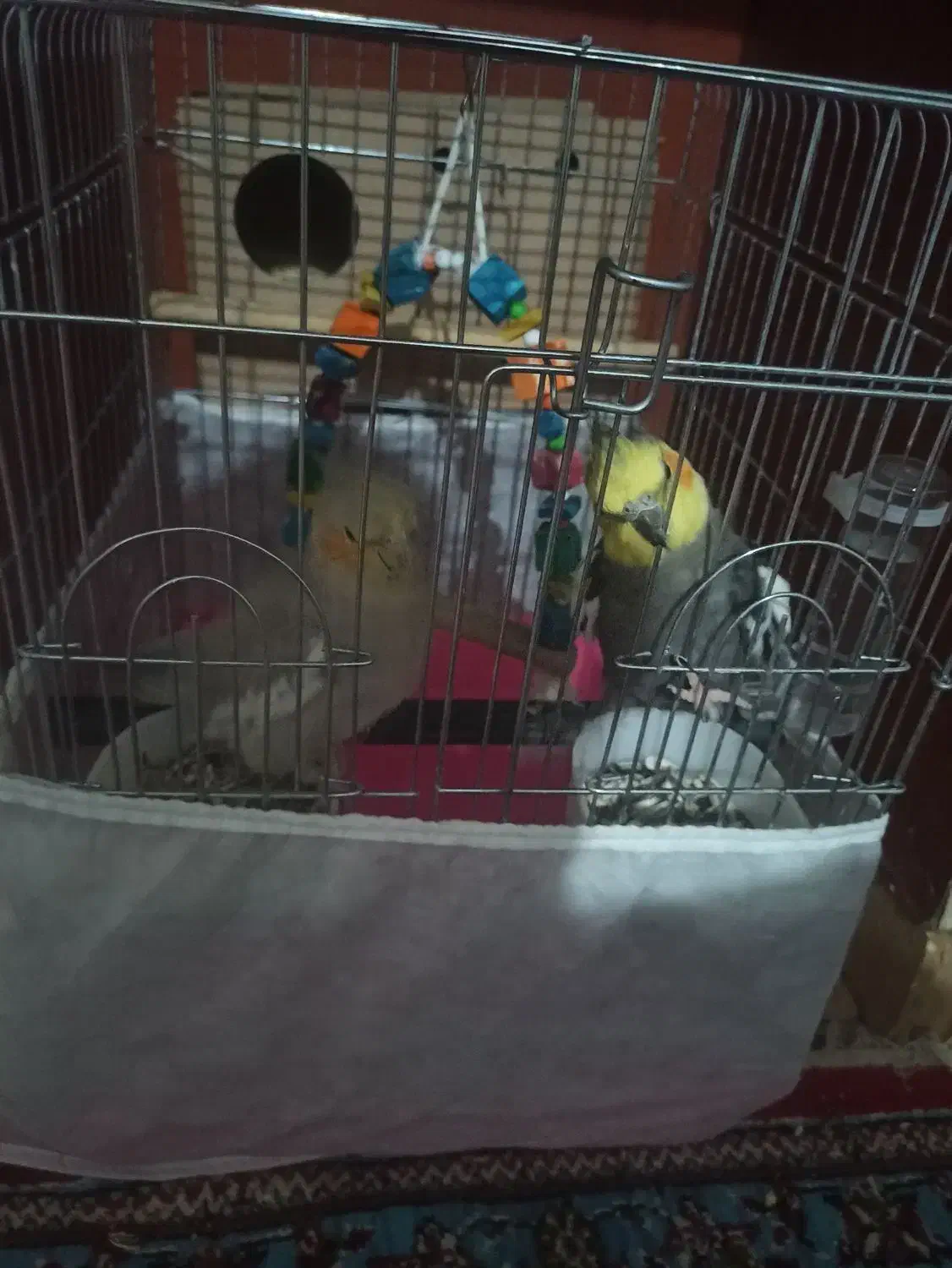 عروس هلندی|پرنده|کارون, |دیوار