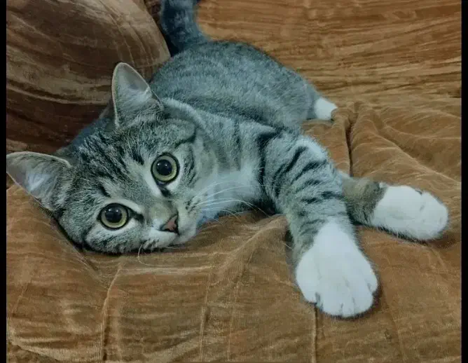 گمشده|گربه|گرگان, |دیوار