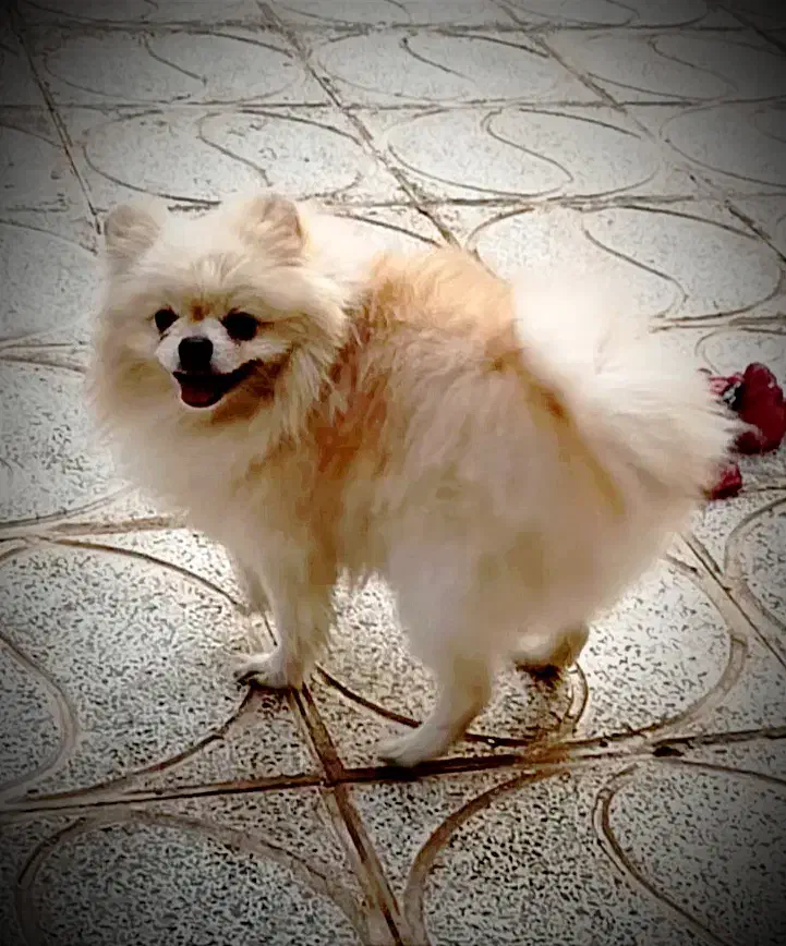 نر پامر پامرانین خرسی|سگ|اصفهان, بهارستان|دیوار