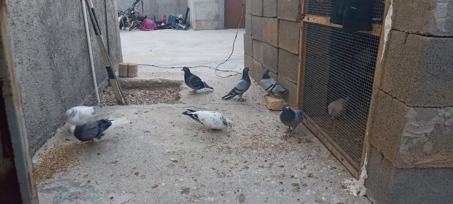 کبوترالمانی مسافتی وپرشی|پرنده|بسطام, |دیوار