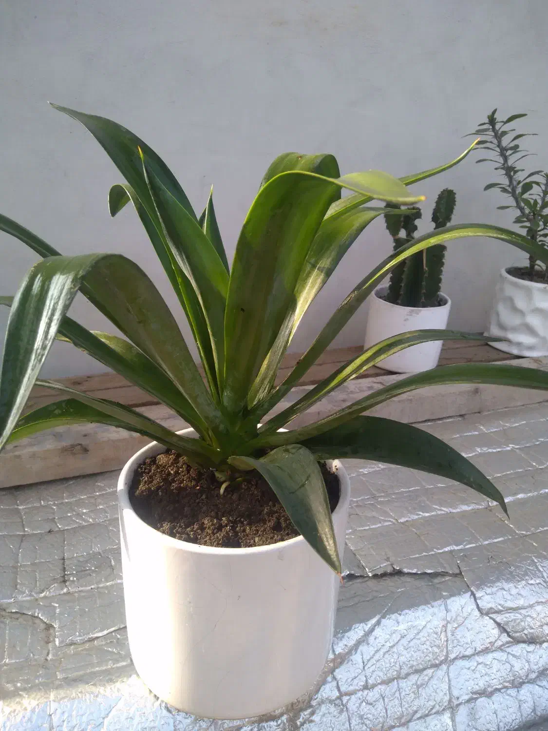 گلهای زیبا|گل و گیاه طبیعی|لاهیجان, آهندان|دیوار