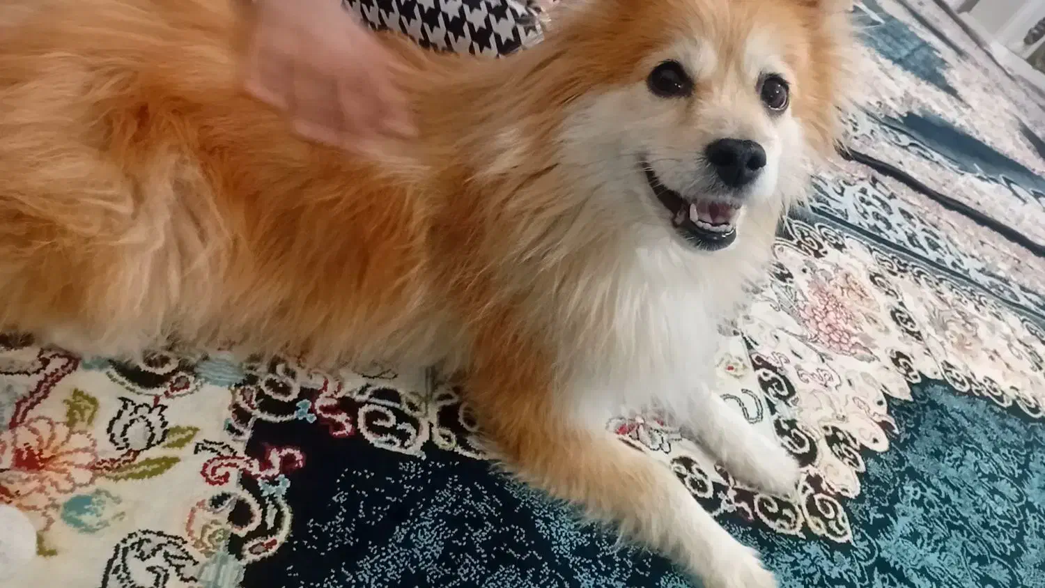 پامر معاوضه با موتور و لب تاپ تو ضیحات|سگ|پاکدشت, حصار امیر|دیوار