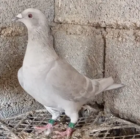 خط سفید دورنگ وپیازی|پرنده|وحدتیه, |دیوار