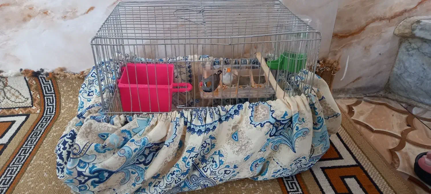 دوتا فنج نر و ماده|پرنده|بهارستان, |دیوار