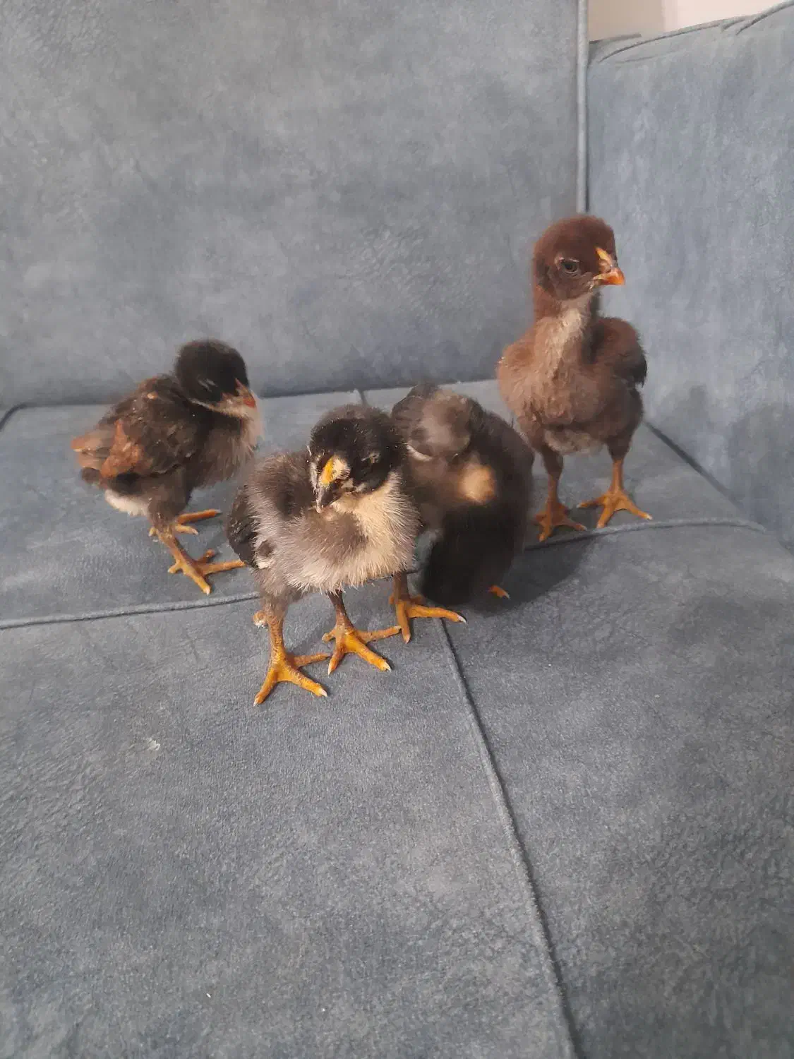 جوجه لاری|حیوانات مزرعه|رشت, تازه آباد|دیوار