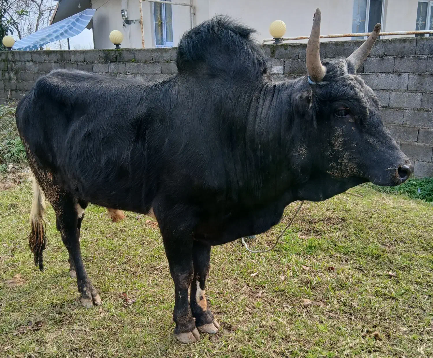 ورزاعروسک|حیوانات مزرعه|سنگر, |دیوار