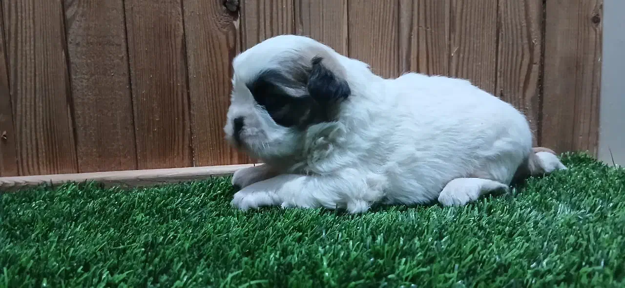 واگذاری توله شیتزو فلت|سگ|زرگرشهر, |دیوار