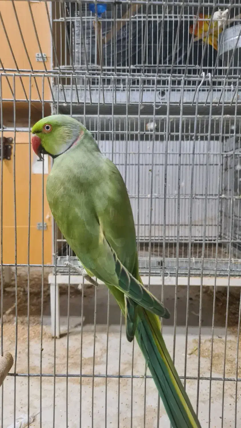 کوتوله مولد، ملنگو، قفس|پرنده|جم, |دیوار