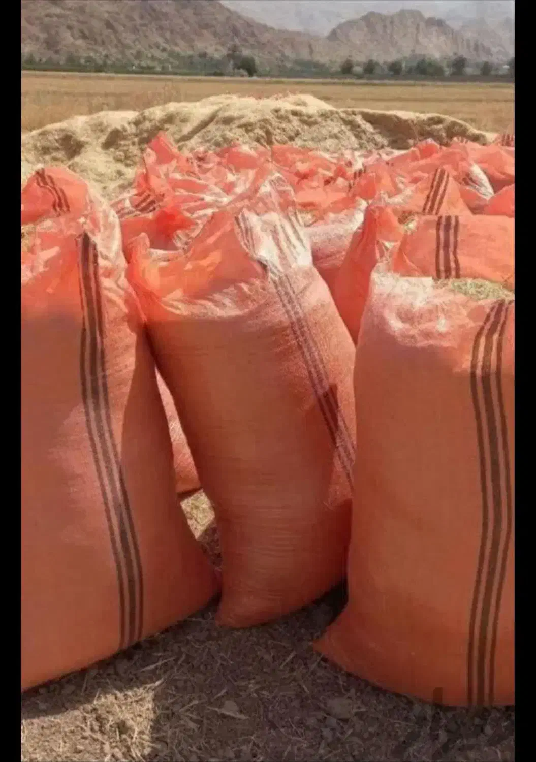 کاه عدس سبز امسال|لوازم جانبی حیوانات|نورآباد ممسنی, |دیوار