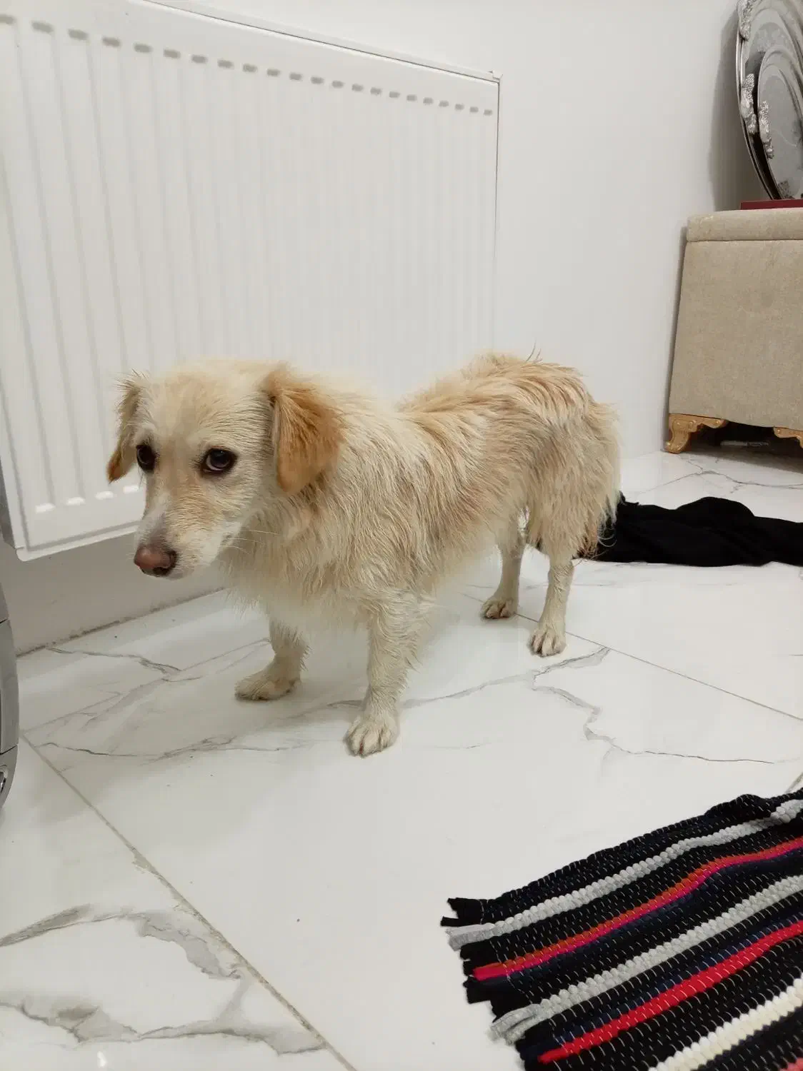 واگذاری پامر اشپیتز|سگ|مشهد, کشف|دیوار