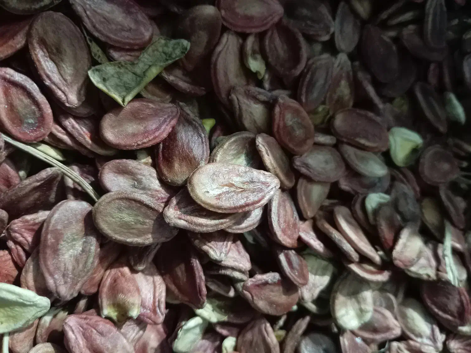 دانه هندوانه|عمدهفروشی|کدکن, |دیوار