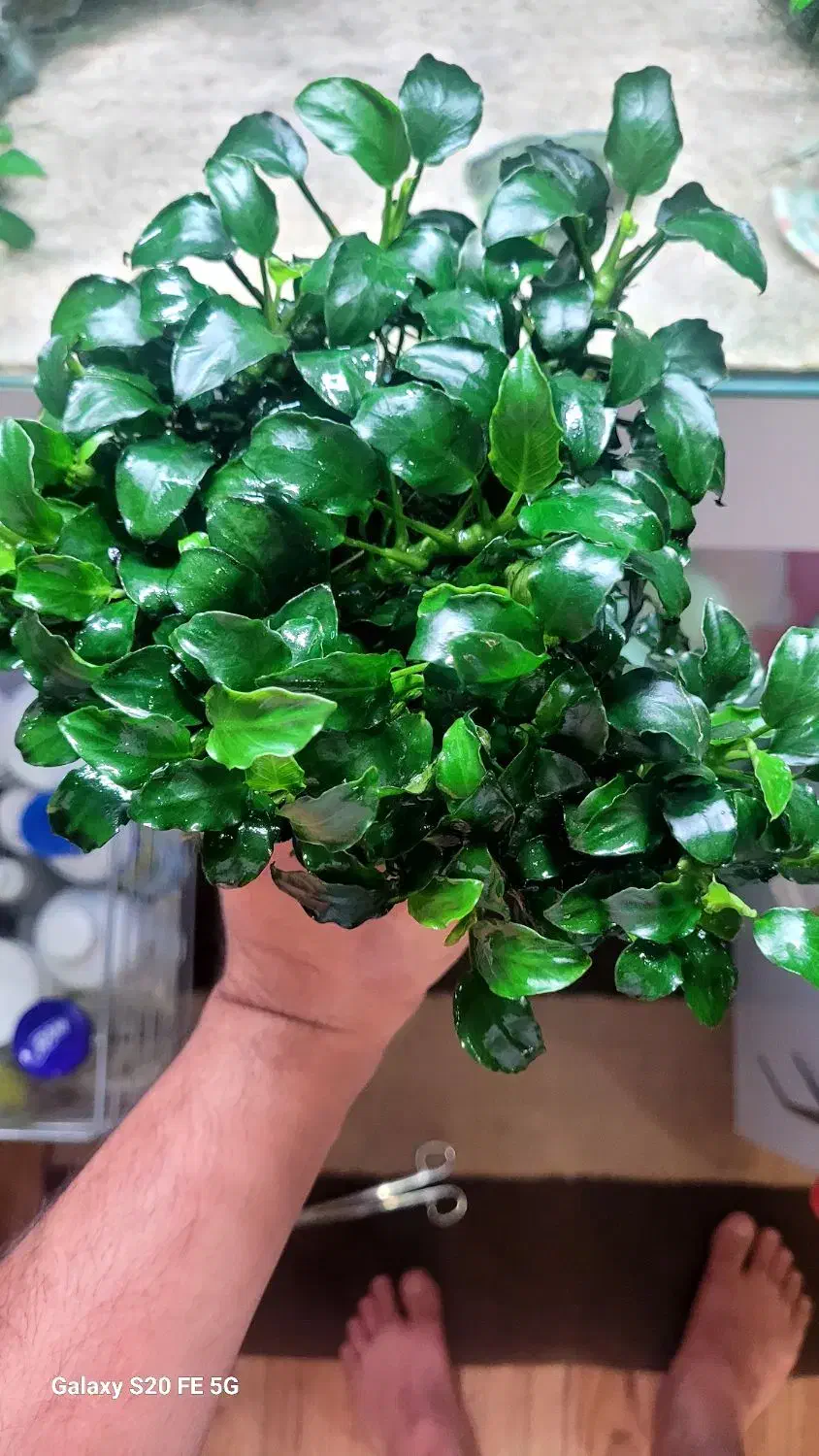 گیاه آنوبیاس|ماهی|مشهد, کوشش|دیوار