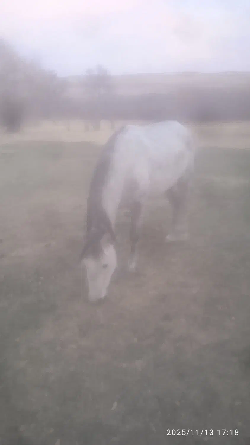 اسب مادیان|اسب و تجهیزات اسب‌سواری|نظر کهریزی, |دیوار