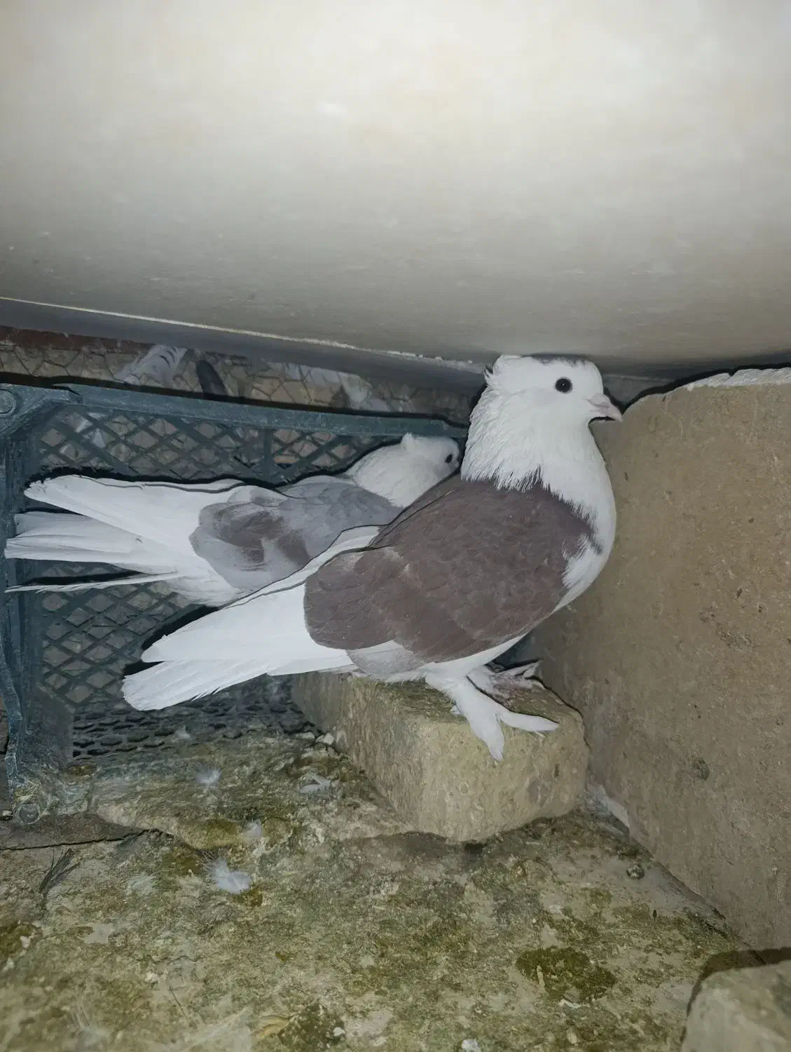 پلاکی|پرنده|اصفهان, گورت|دیوار