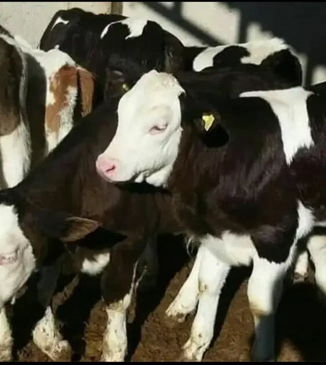 نمایندگی فروش گوساله سیمینتال ،هلشتاسن ،دورگه|حیوانات مزرعه|تبریز, |دیوار