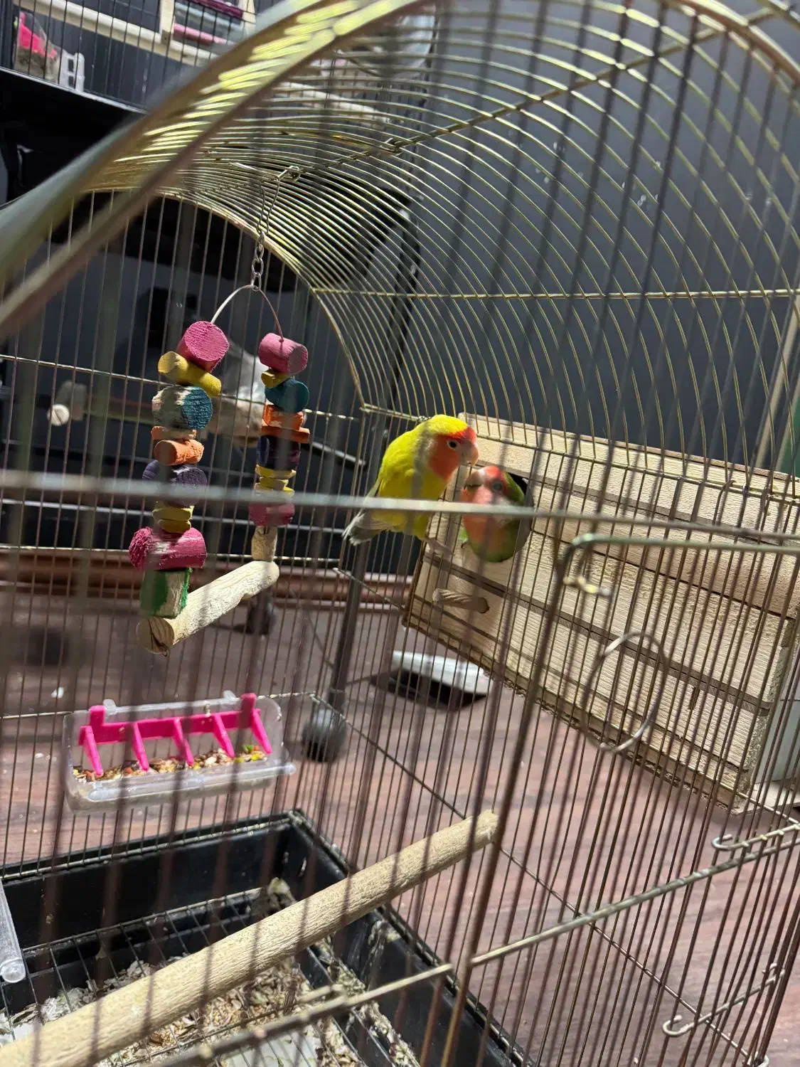 طوطی برزیلی مولد جفت|پرنده|شهریار, شهریار|دیوار