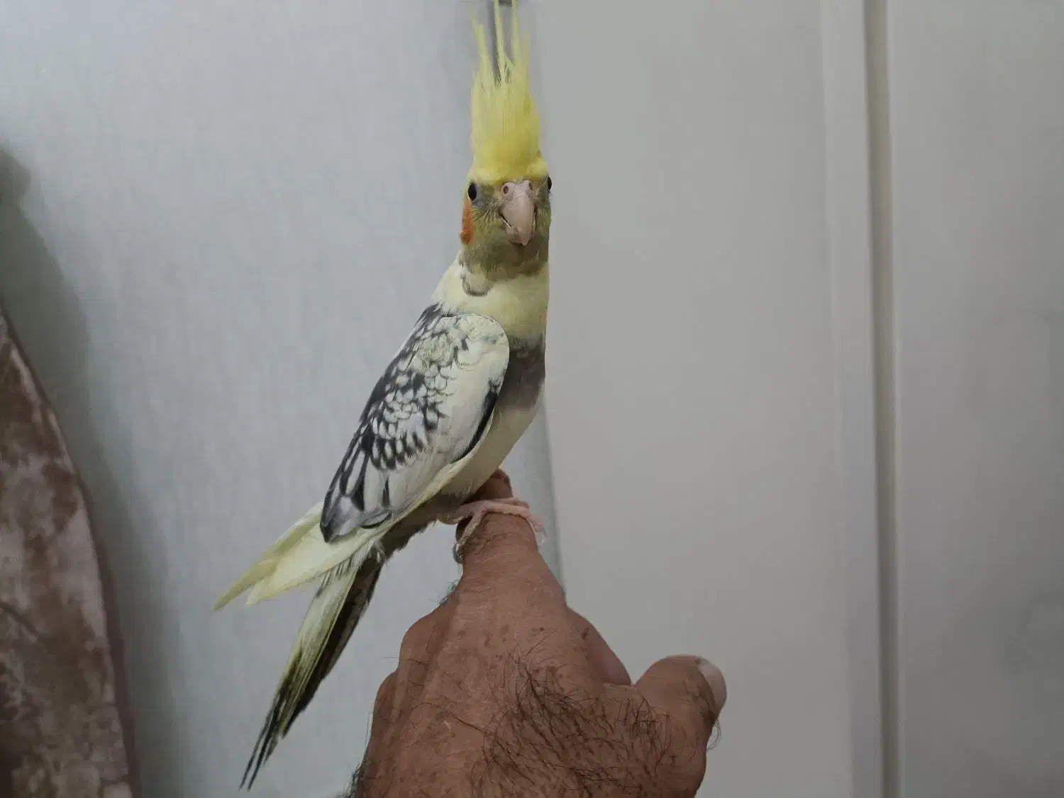 جفت عروس هلندی|پرنده|رشت, کوی غلام نیا|دیوار