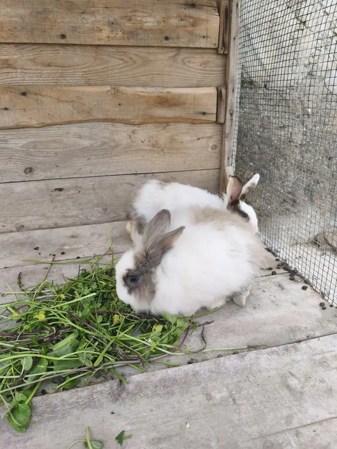 جفت خرگوش پشمالو|موش و خرگوش|قشم, |دیوار