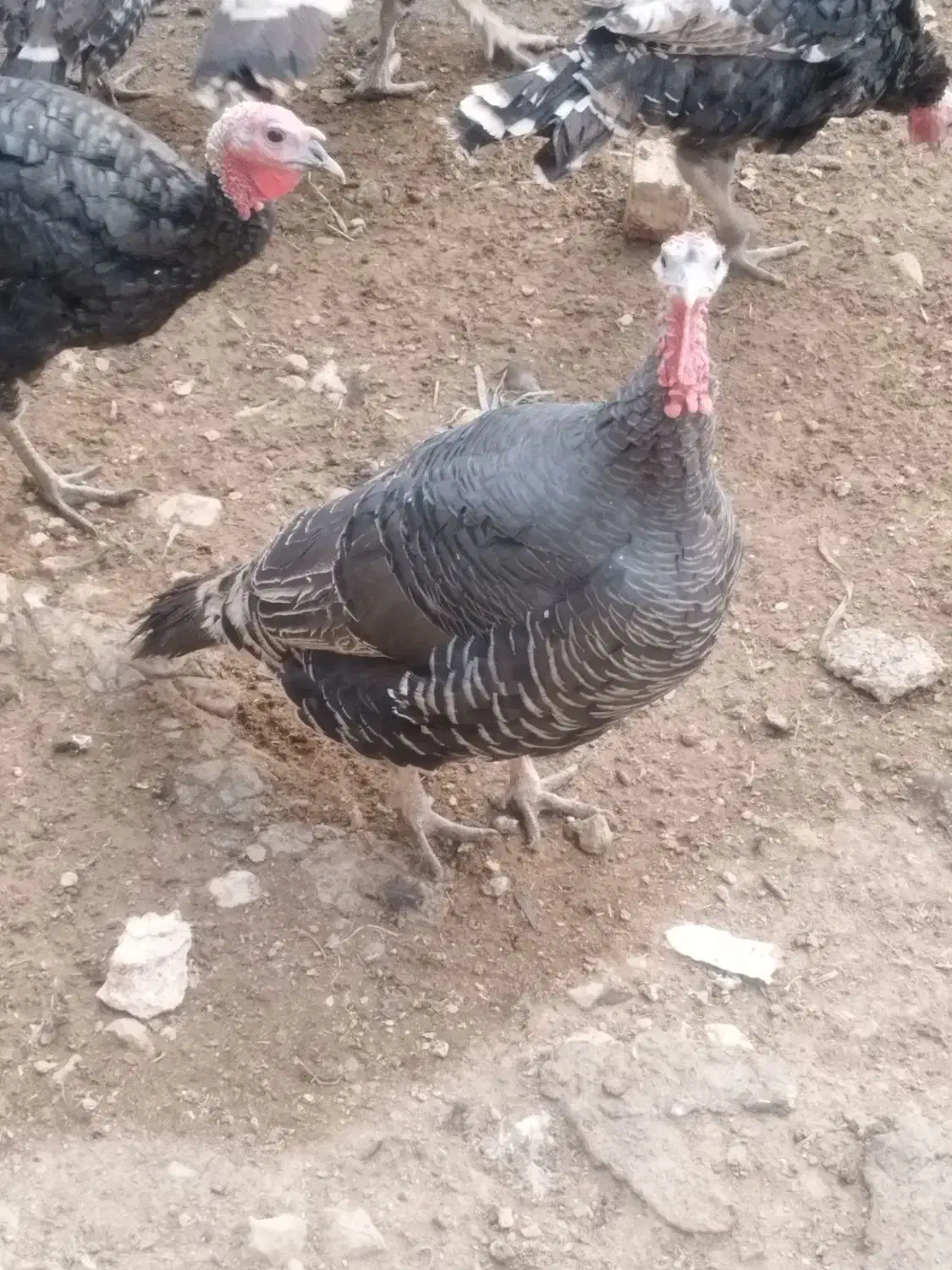 فروش بوقلمون در سایزهای مختلف|حیوانات مزرعه|سپیدان, |دیوار