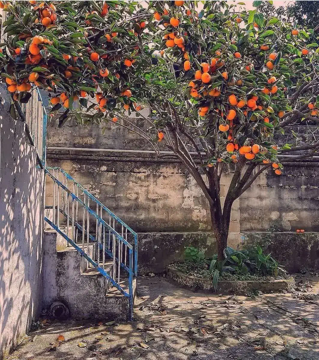 خرمالوی شیرین حیاط برای شب یلدا ۴۵ تومن|خوردنی و آشامیدنی|خوی, |دیوار