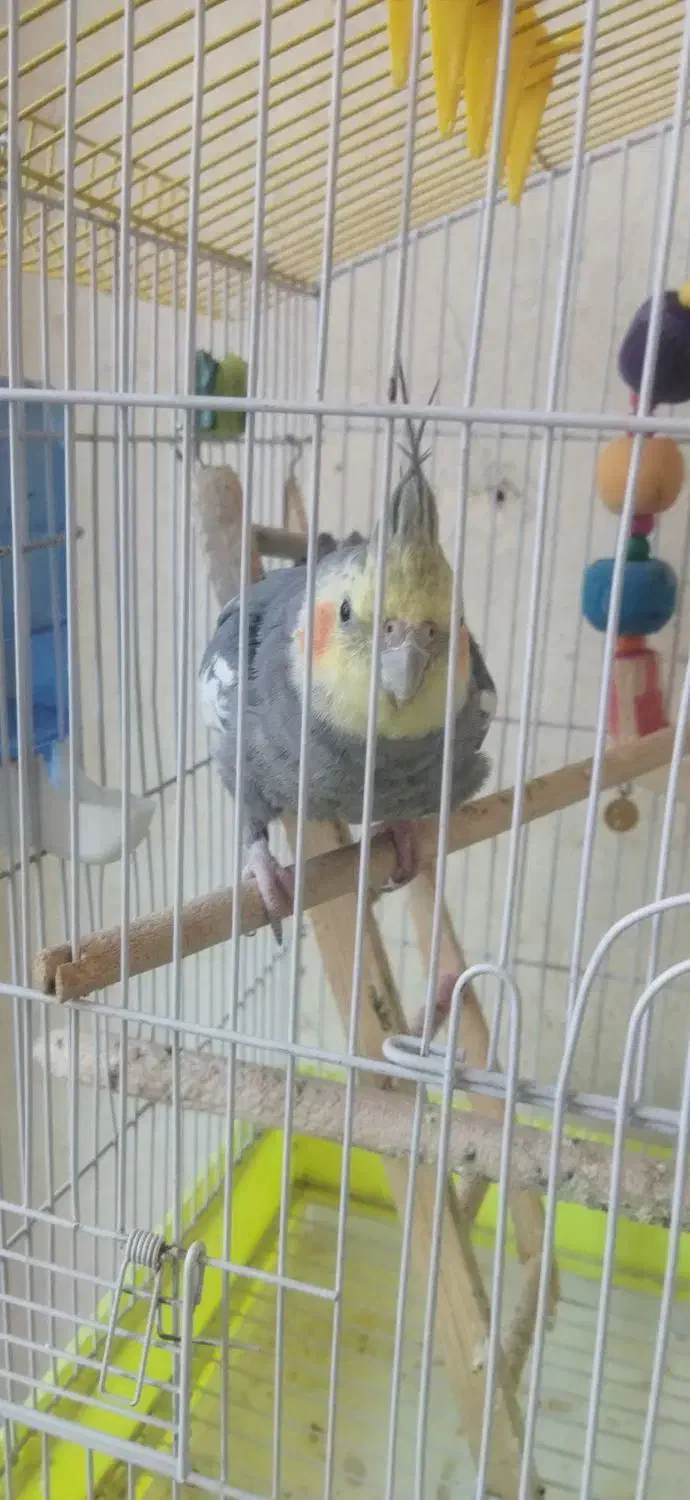 عروس هلندی|پرنده|رباط‌کریم, مسکن مهر آبشناسان|دیوار