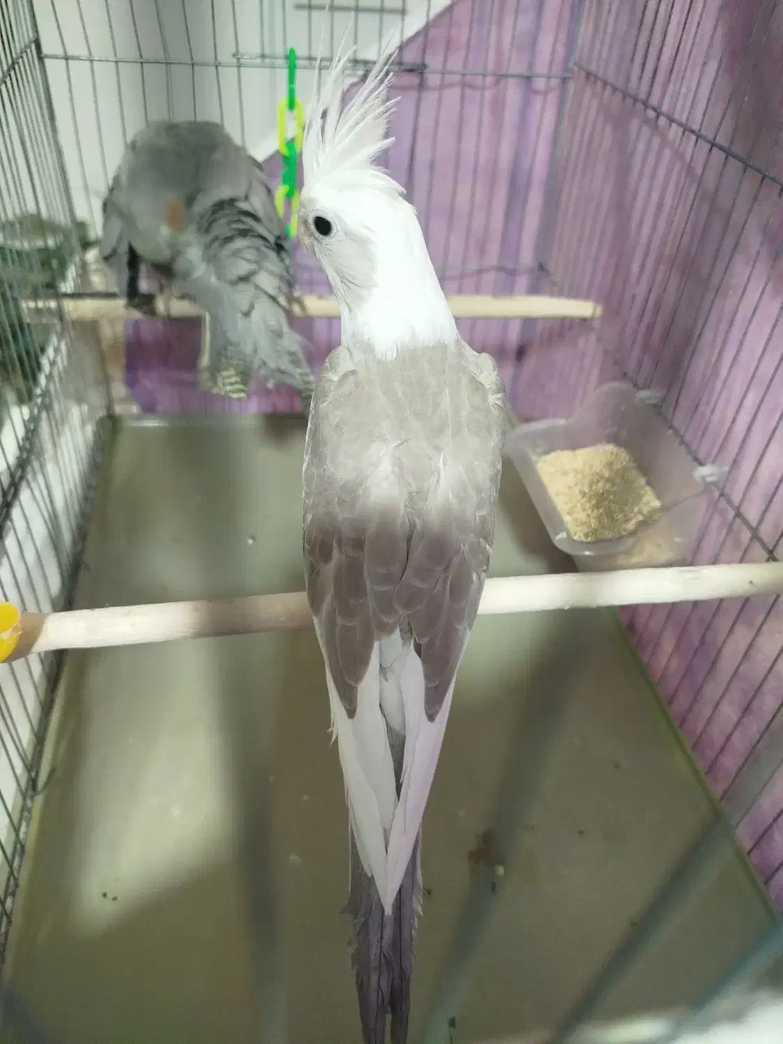 عروس وایت ابلق سه ماهه دستی|پرنده|اسفراین, |دیوار