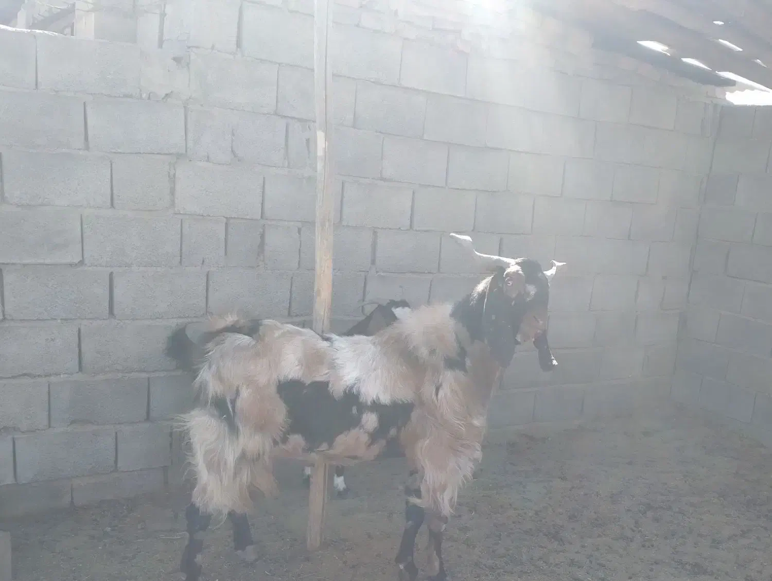 حیوانات مزرعه|حیوانات مزرعه|سیرجان, |دیوار