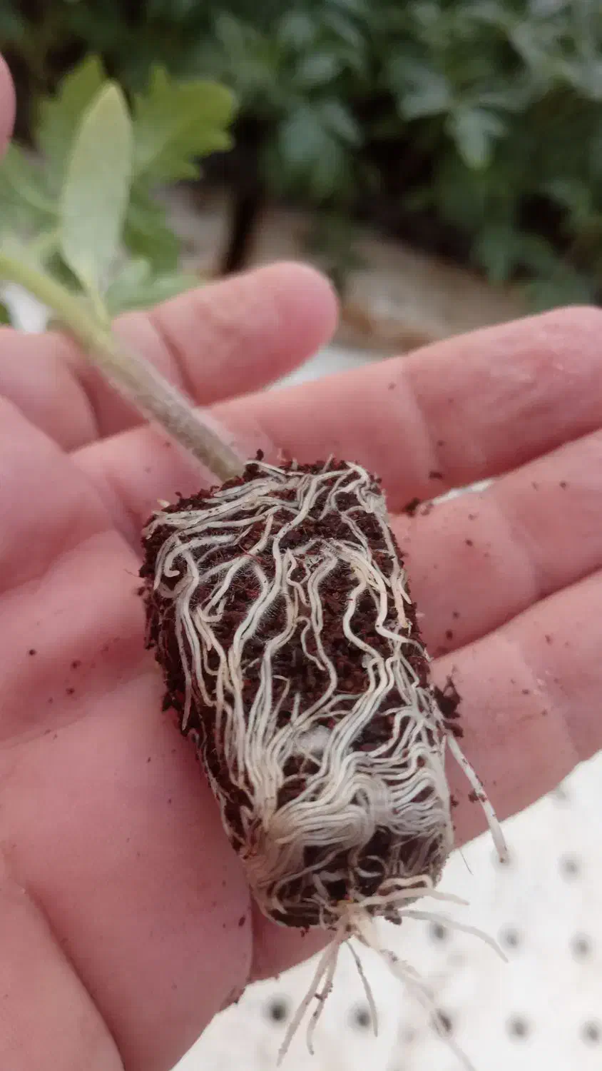 نشا 4129دستی|خدمات باغبانی و درختکاری|خورموج, |دیوار