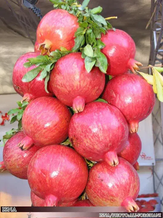 فروش نهال تمامی ارقام با ضمانت کیفیت و پشتیبانی|خدمات باغبانی و درختکاری|اردبیل, |دیوار